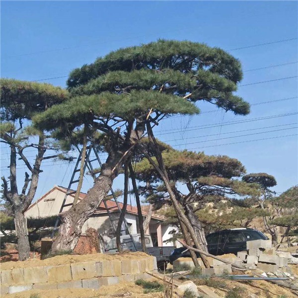 造型景观松