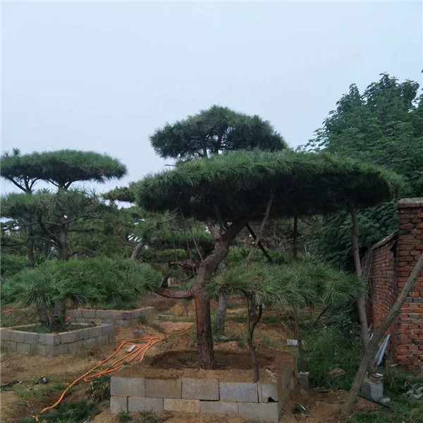 造型景观松