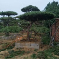 造型景观松