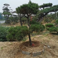 造型油松