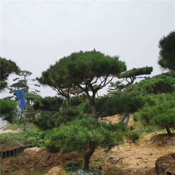 造型油松