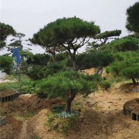 造型油松