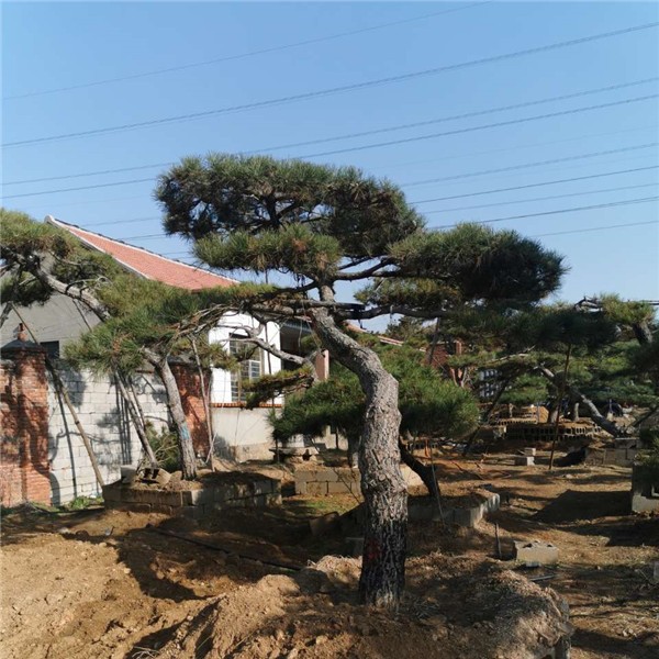 造型油松