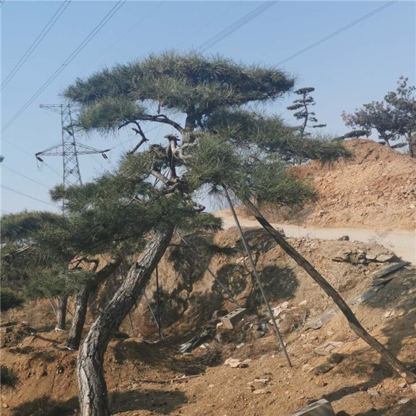 景观松