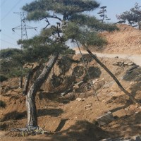 景观松