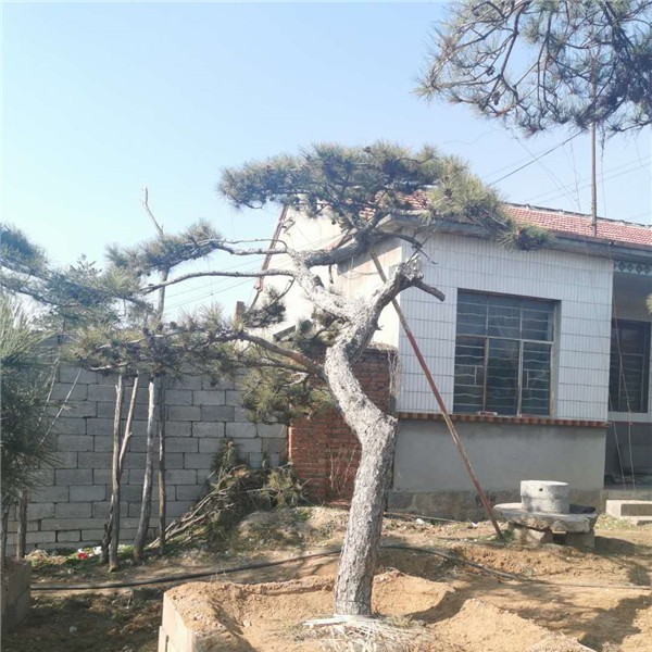 造型松