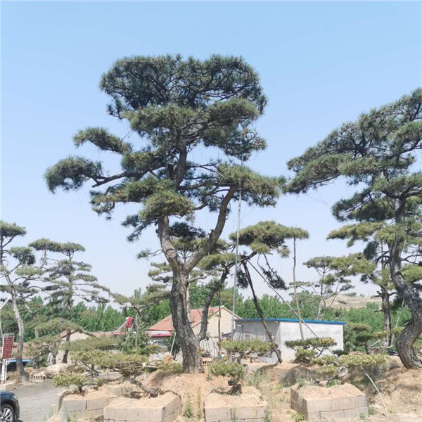 造型松