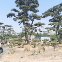造型松