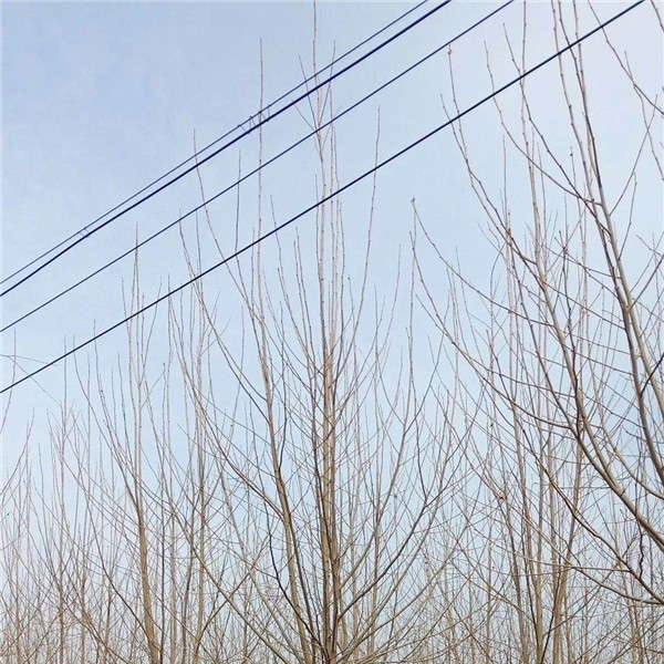 速生法桐