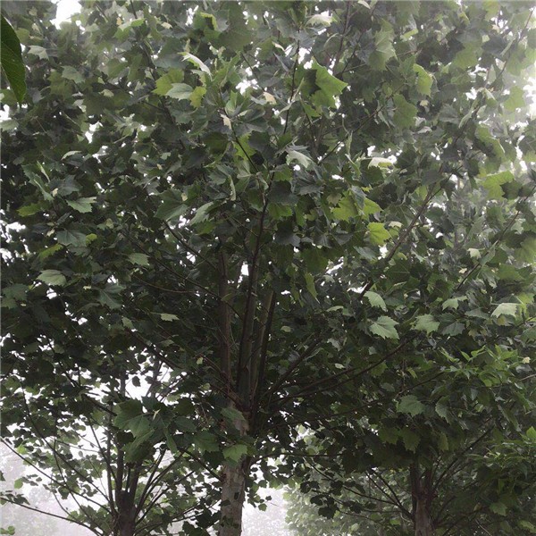 速生法桐