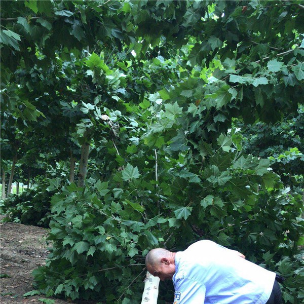 速生法桐