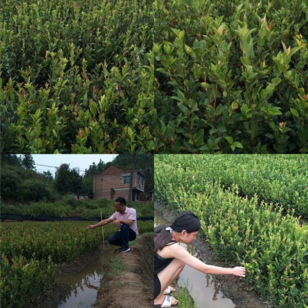 二年生嫁接油茶杯苗，裸根苗价格面议