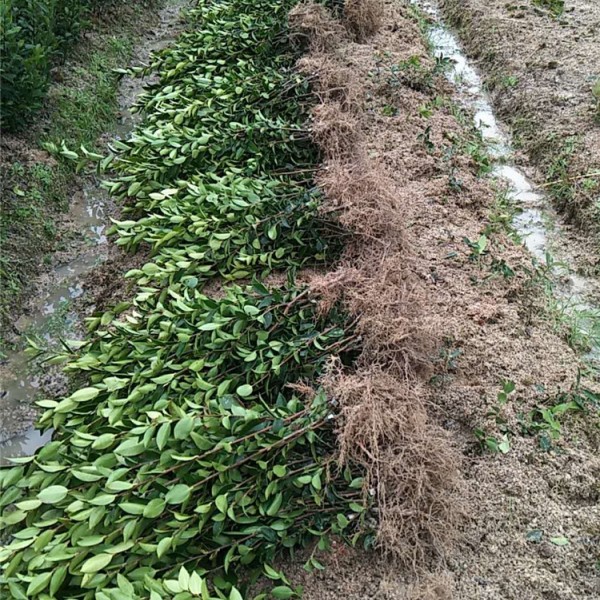 二年生油茶裸根苗
