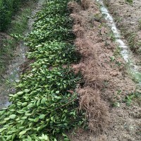 二年生油茶裸根苗