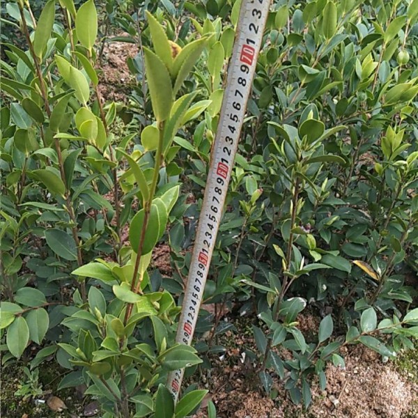 良种油茶苗杯苗价格面议，欢迎拔打电话