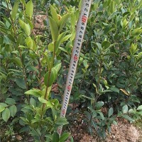 良种油茶苗杯苗价格面议，欢迎拔打电话
