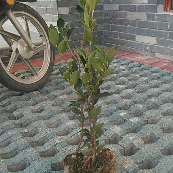 良种油茶苗杯苗价格面议，欢迎拔打电话