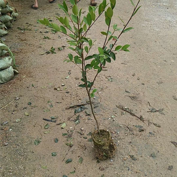 良种油茶苗杯苗价格面议，欢迎拔打电话