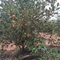 四年油茶树茶果