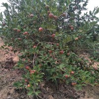 四年油茶树茶果