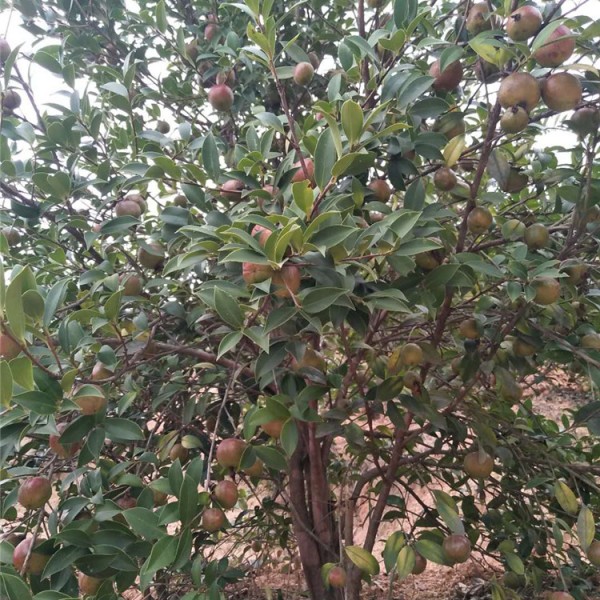 四年油茶树茶果价格