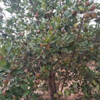 四年油茶树茶果价格