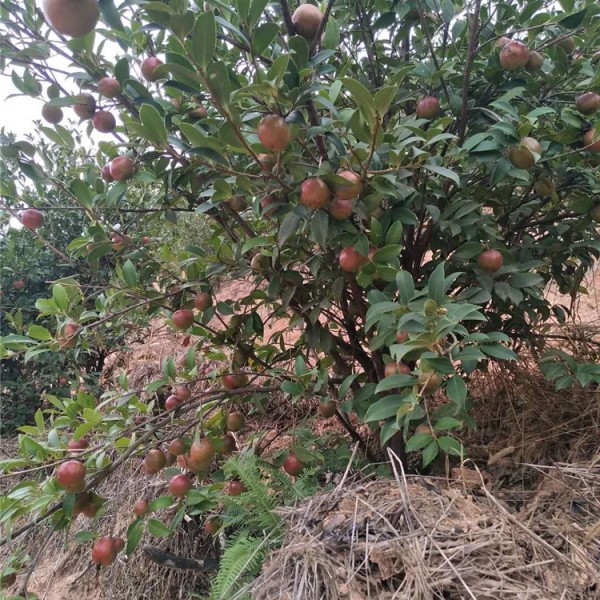 四年油茶树茶果价格