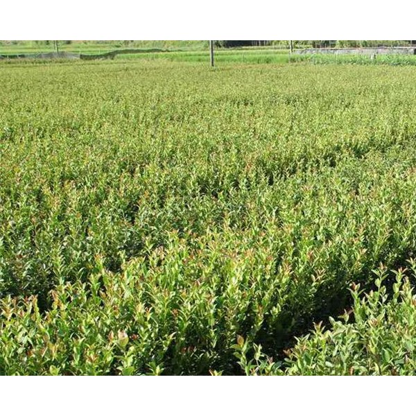 一年生，二年生油茶杯苗，裸根苗