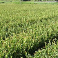 一年生，二年生油茶杯苗，裸根苗