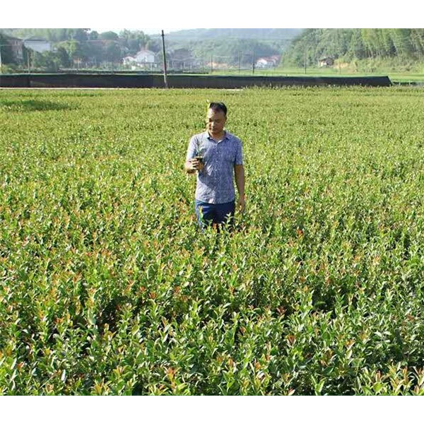 一年生，二年生油茶杯苗，裸根苗
