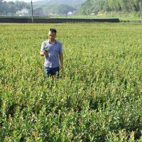 一年生，二年生油茶杯苗，裸根苗
