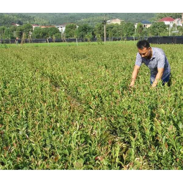 一年生，二年生油茶杯苗，裸根苗