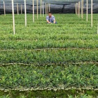 一年生，二年生油茶杯苗，裸根苗