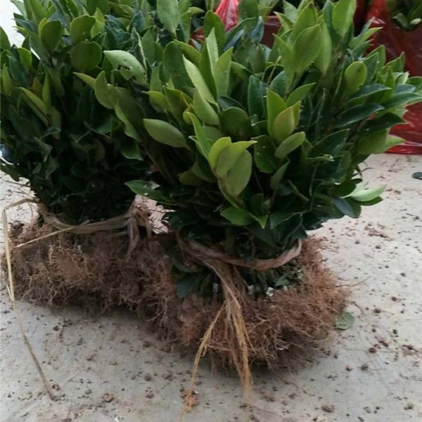 一年生嫁接油茶苗