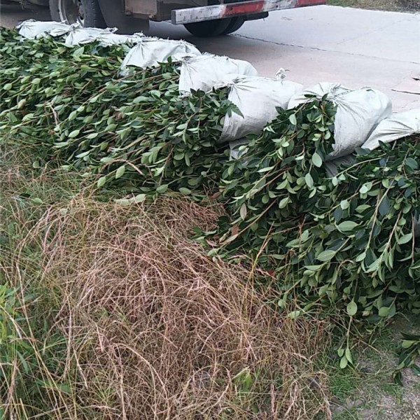 油茶苗杯苗准备装车