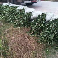 油茶苗杯苗准备装车