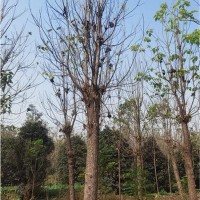 楸树种植基地