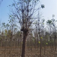 楸树苗圃基地