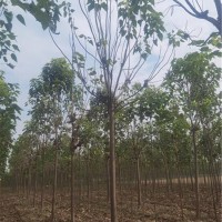 楸树种植基地