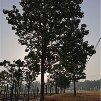 楸树种植基地