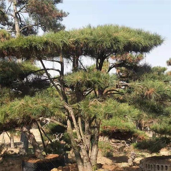 造型松