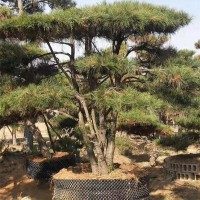 造型松