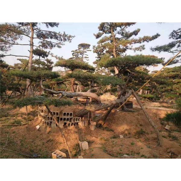 造型松