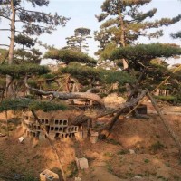 造型松