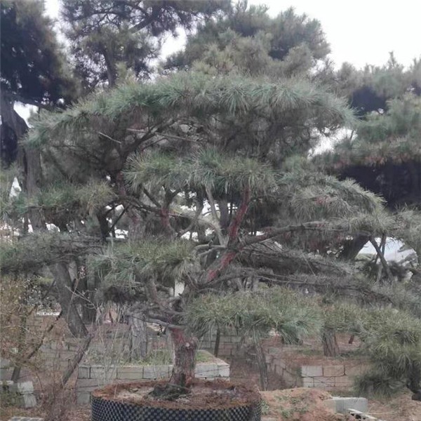 造型松基地