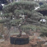造型松基地