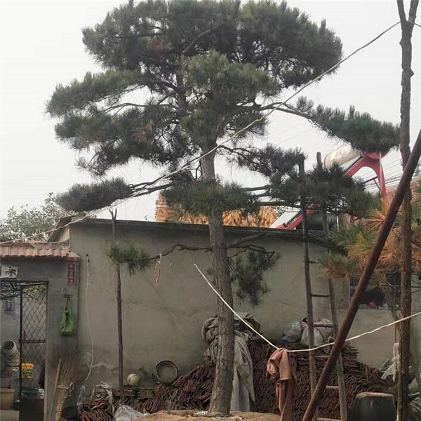 造型松基地