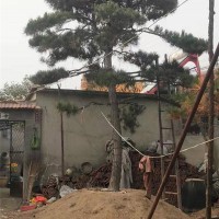 造型松基地