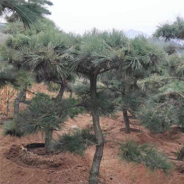 造型松基地