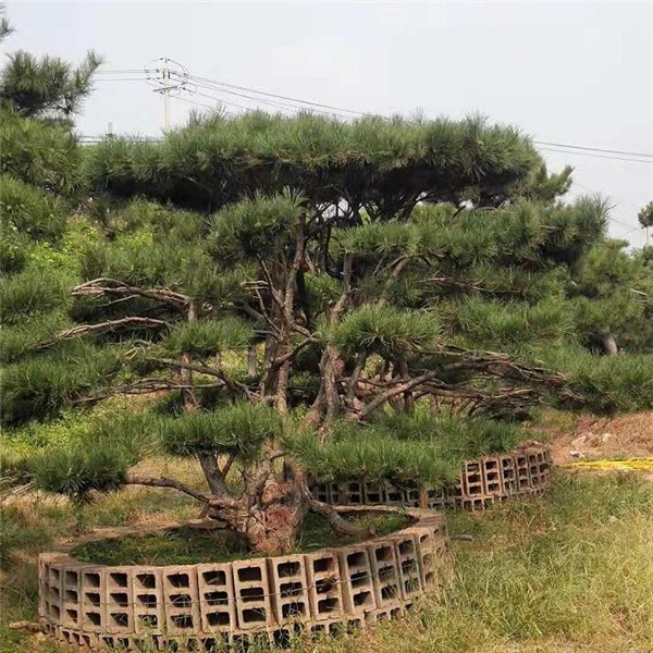 造型松
